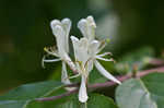 Amur honeysuckle